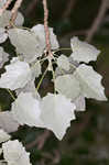 White poplar